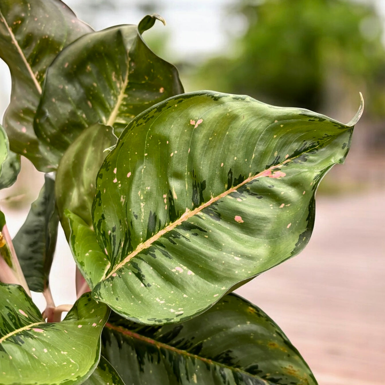 Aglaonema ‘Camo Coralie’ - explozie de verde si roz, exemplare XL spectaculoase