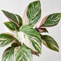 Calathea 'Glaza' (Baby-Pflanze)