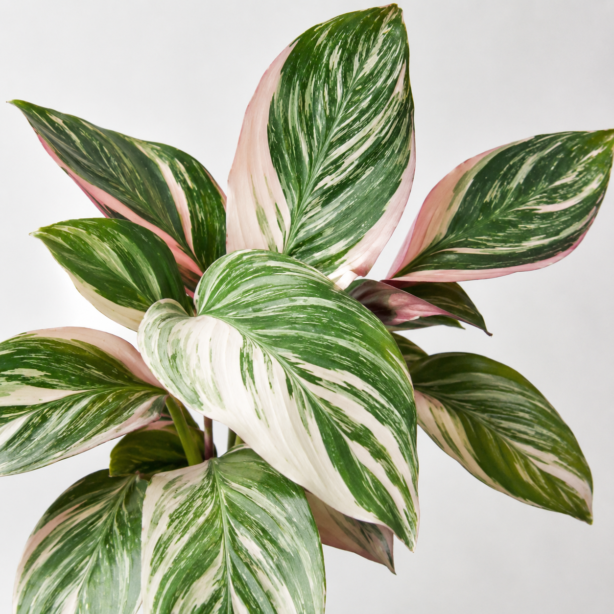 Calathea 'Glaza' (planta bebé)
