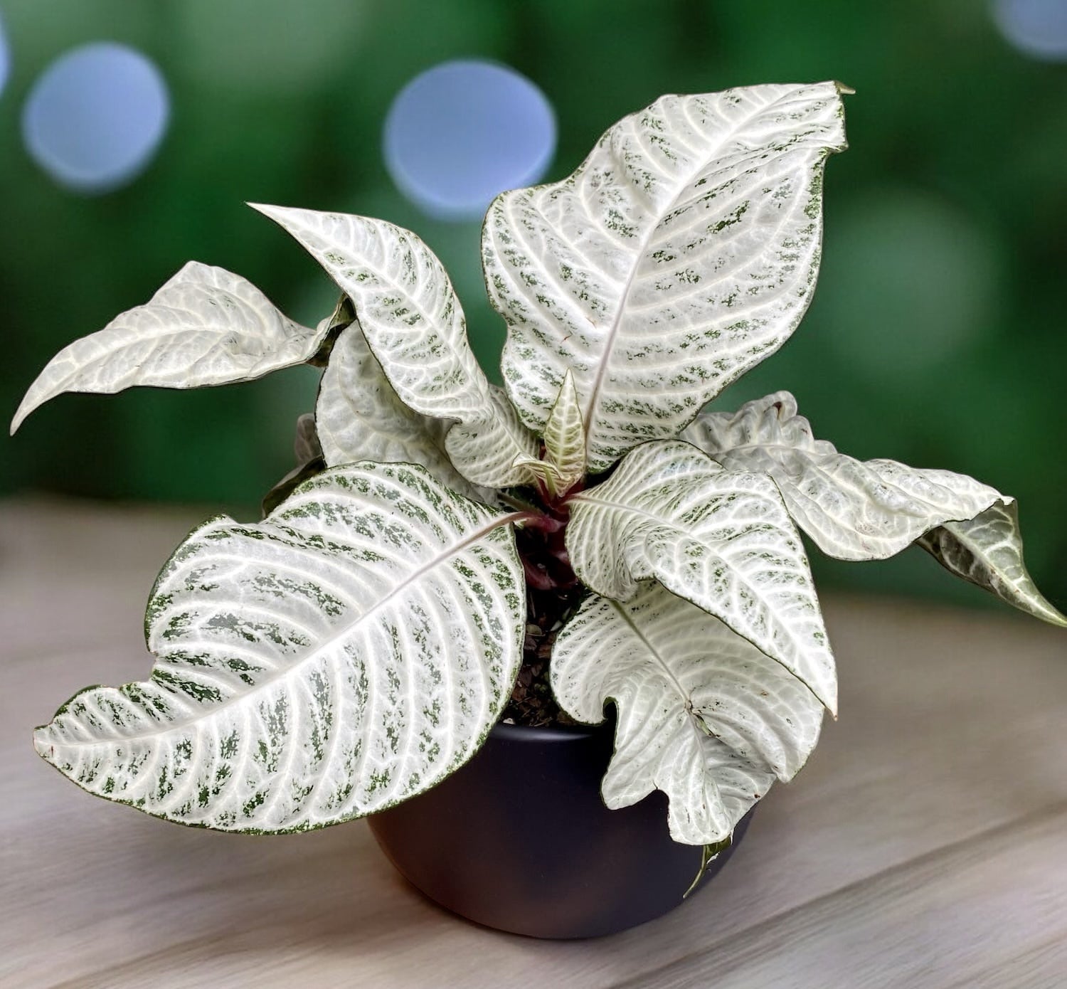 Aphelandra ‘White Wash’