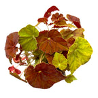 Бегония Амбър Лъв