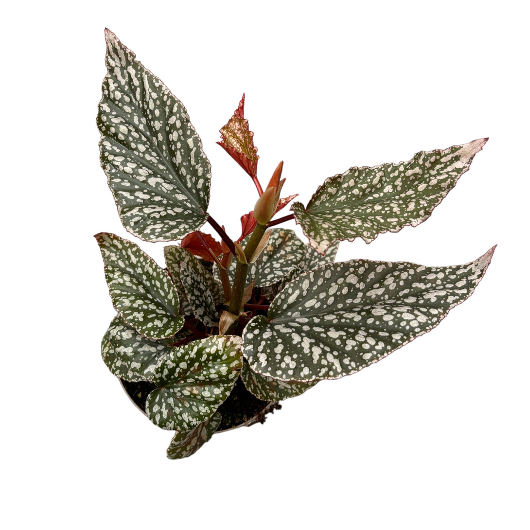 Begonia Maculata 'Fabulous Tom' (Polka Dot Begonia)