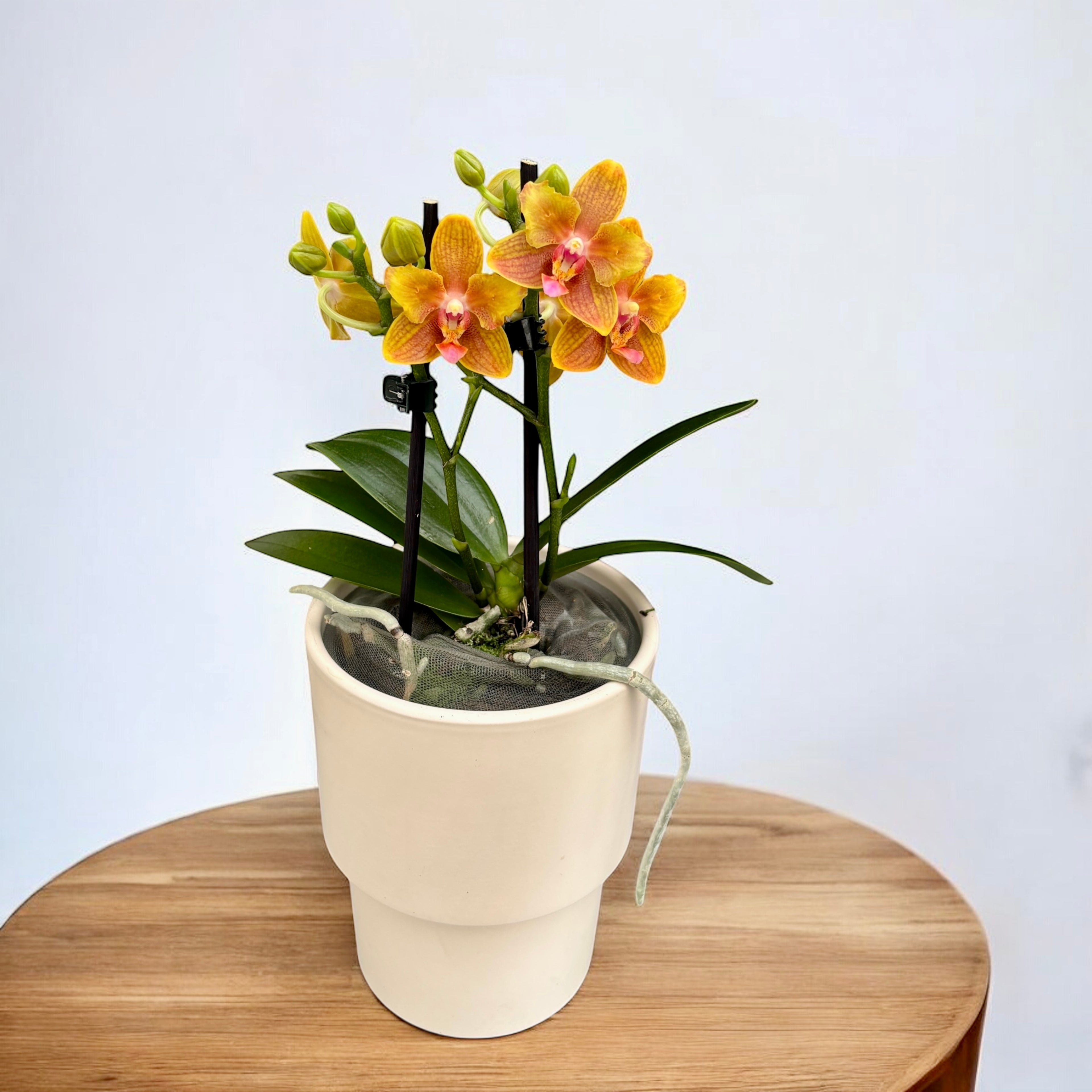 Phalaenopsis Lioulin Love - flori pelorice & parfumate