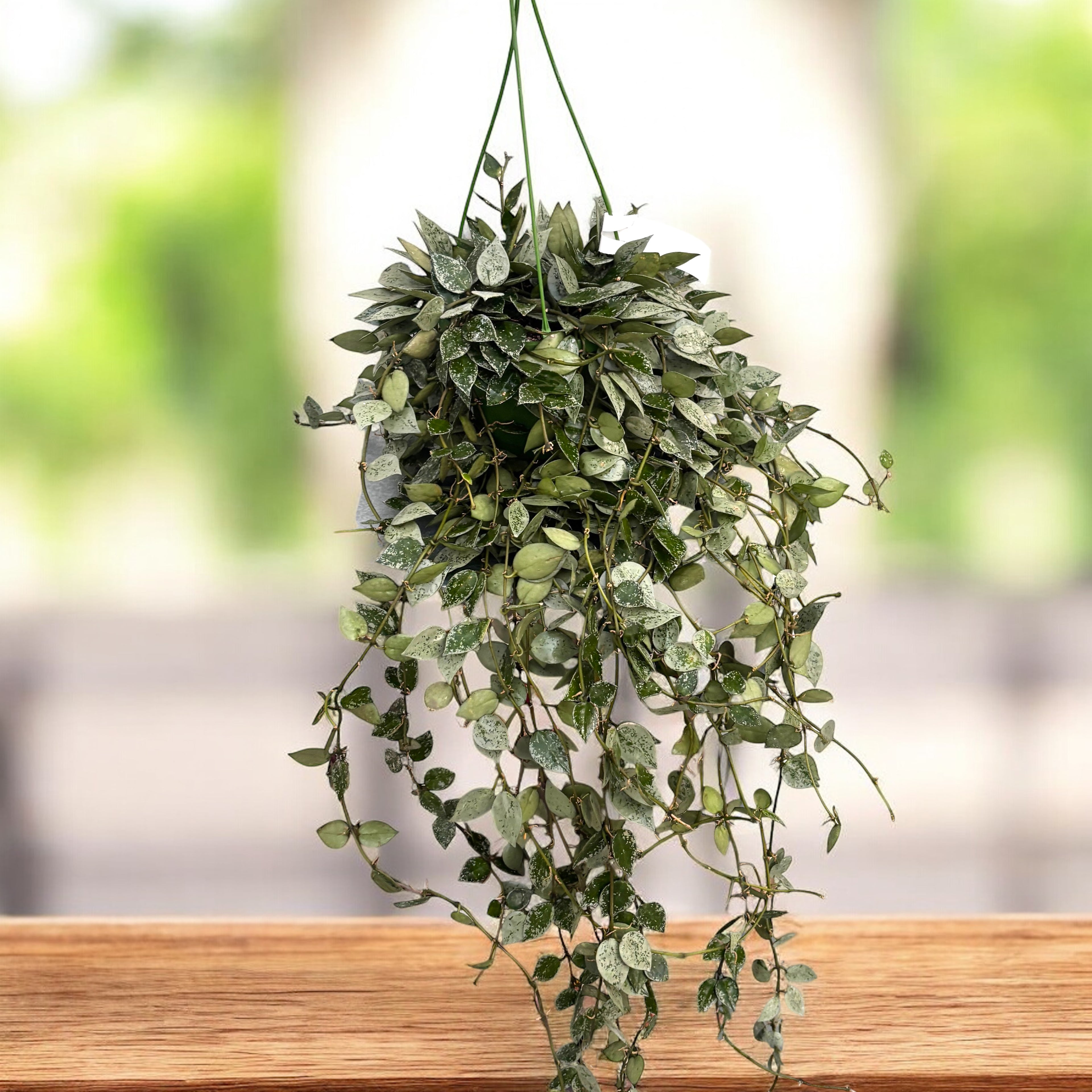 Hoya krohniana 'Eskimo' - exemplare XXL