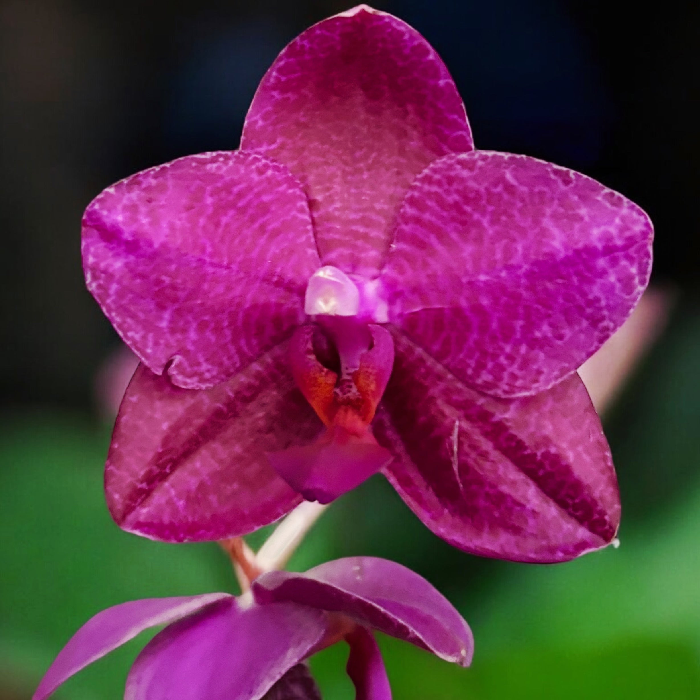Phalaenopsis Mituo King 'Big Pink' - duftende, gewachste Blüten