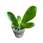 Phalaenopsis Yaphon Nicegirl - fragrant