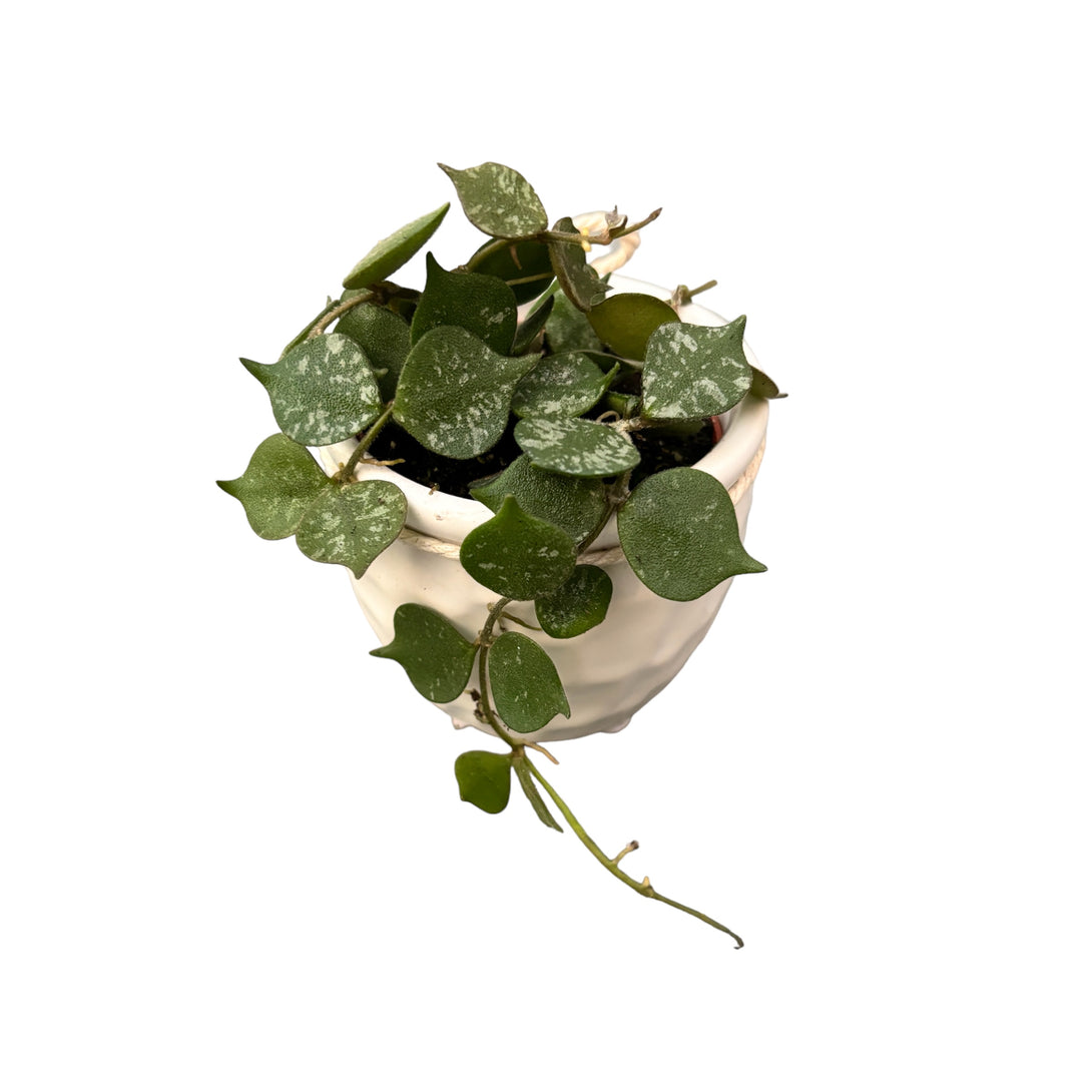 Hoya curtisii flori parfumate D6