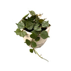 Hoya curtisii flori parfumate D6