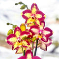 Phalaenopsis Younghome Victory Star