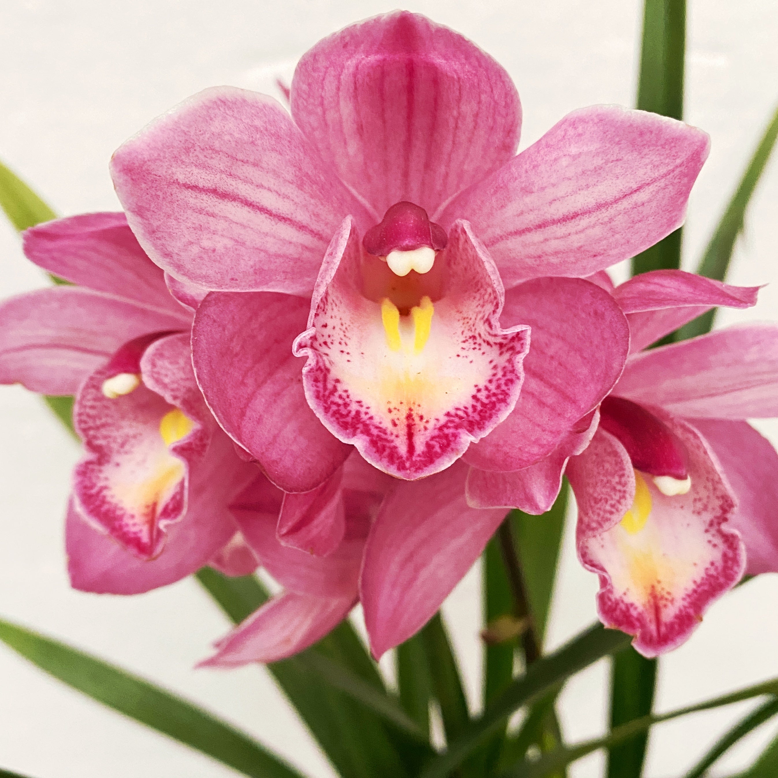 Cymbidium Maria