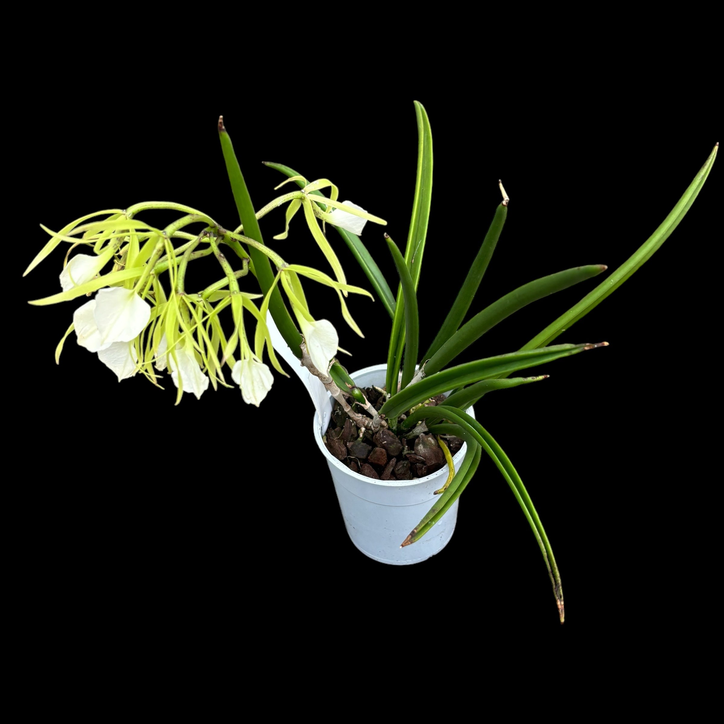 Brassavola nodosa var. grandiflora (Nizozemsko) intenzivně vonící květy