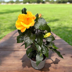 Hibiscus rosa-sinensis 'Jazz' (japanska ruža s dvostrukim cvjetovima)