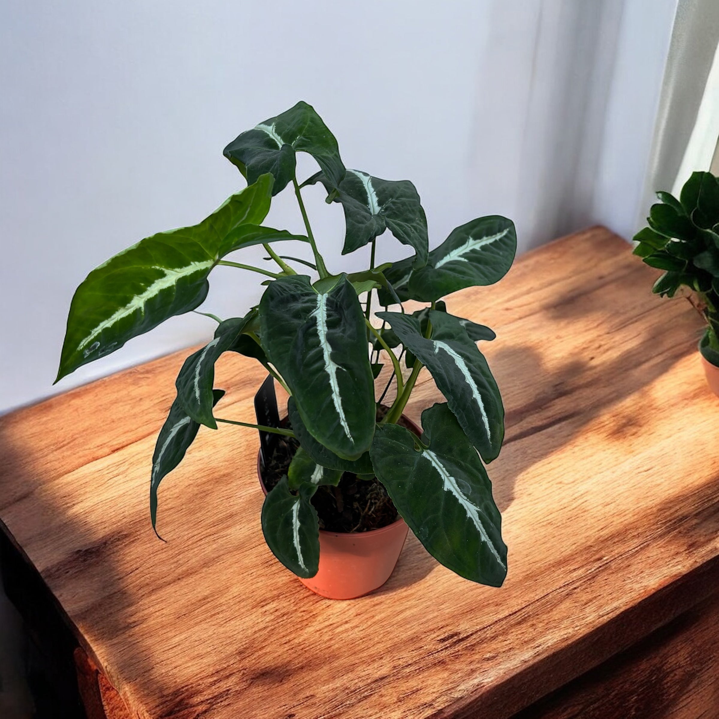 Syngonium wendlandii D12