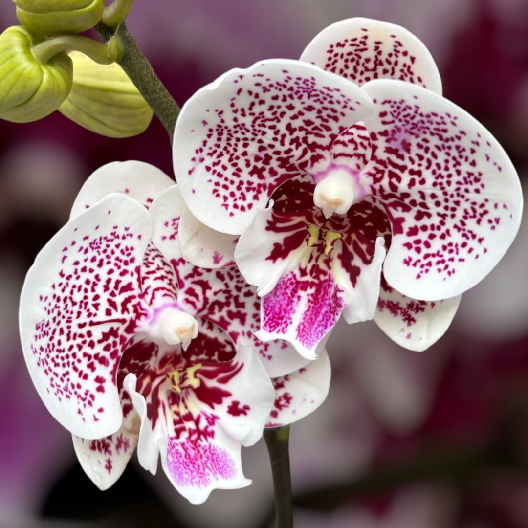 Phalaenopsis Bounty big lip