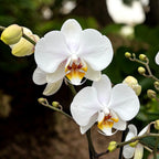 Phalaenopsis Marvellous White - indrukwekkende exemplaren (2 planten/pot)