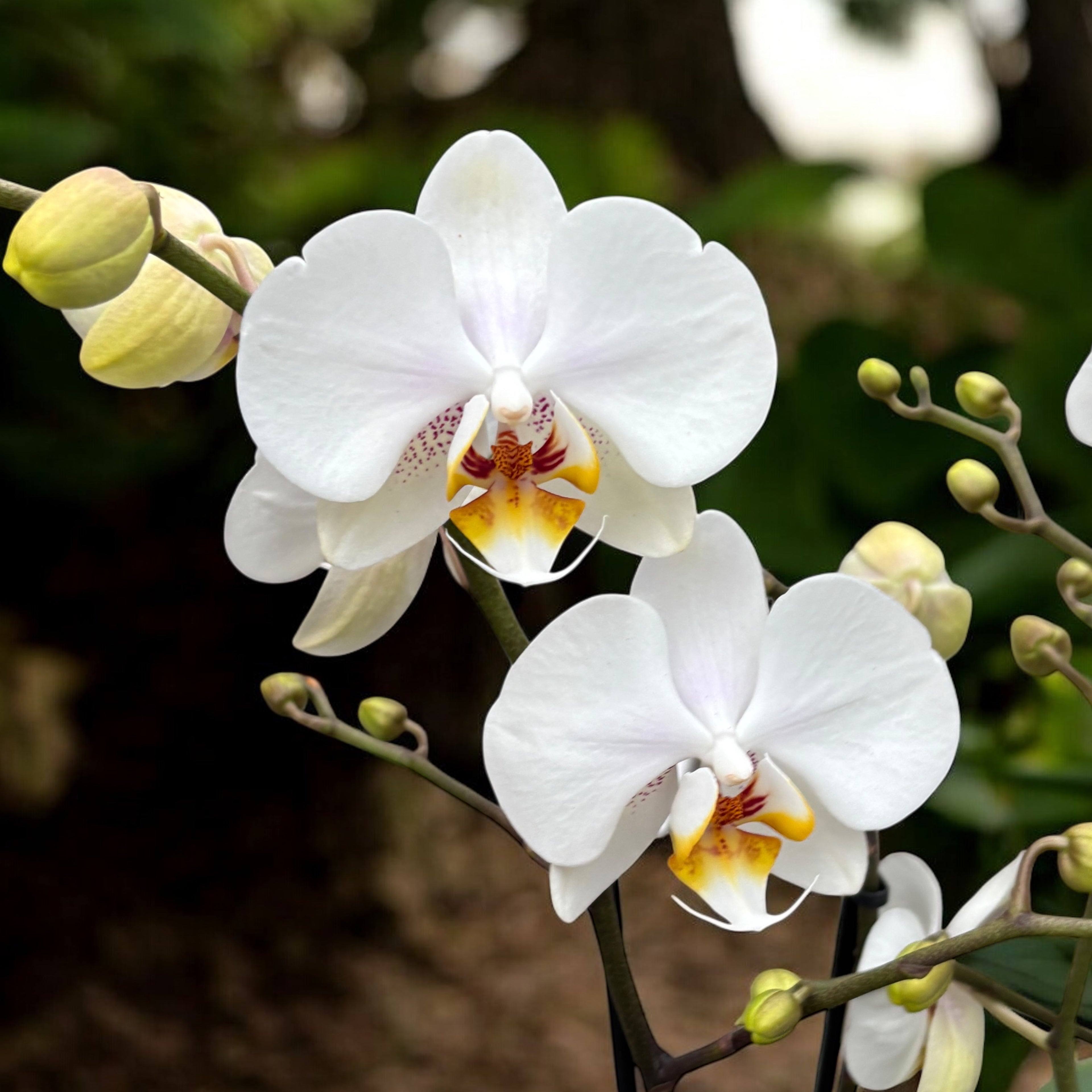 Phalaenopsis Marvellous White - exemplare impresionante (2 plante/ghiveci)