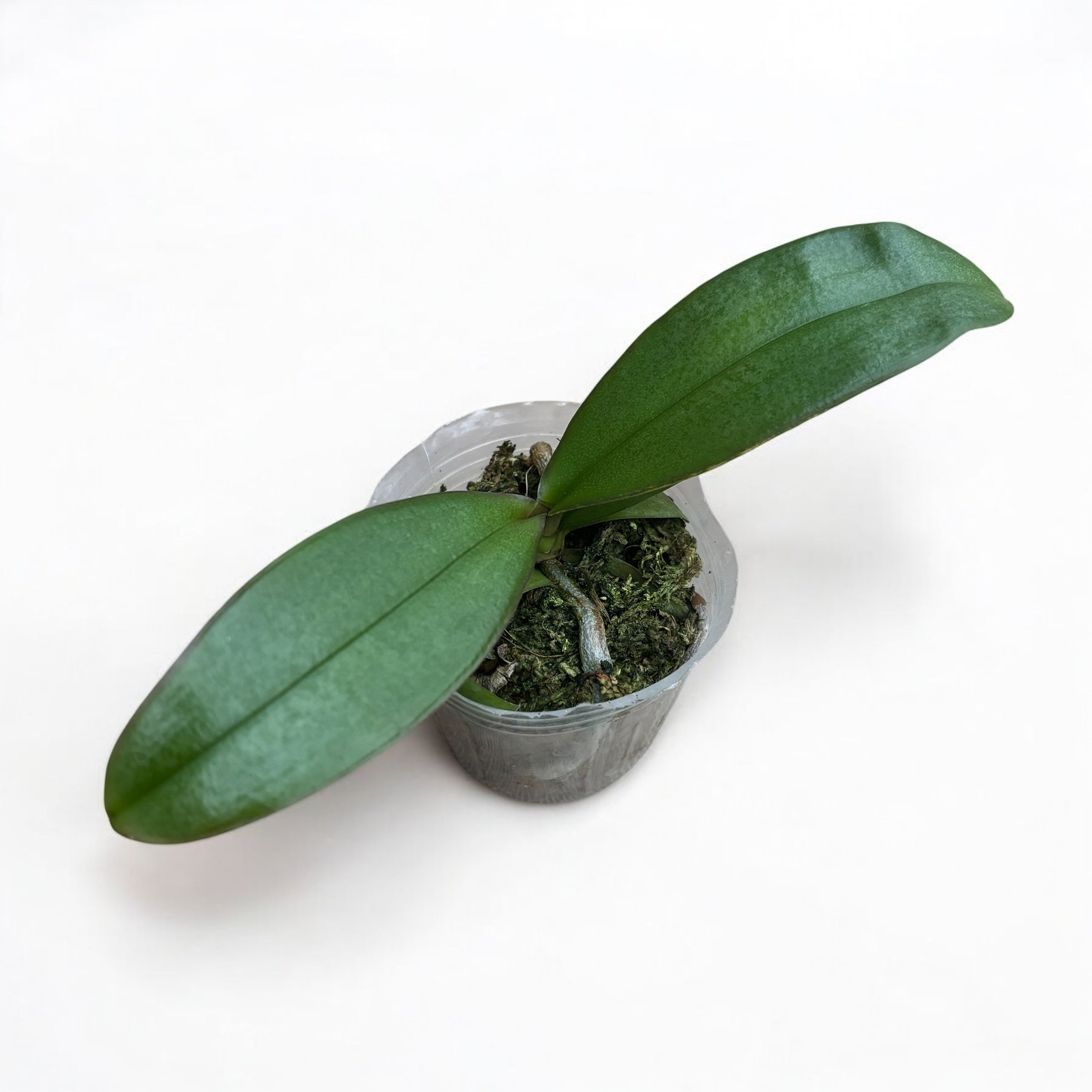 Phalaenopsis amabilis 'Surabaya' (silver leaves)