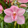 Cymbidium Enzan Myth