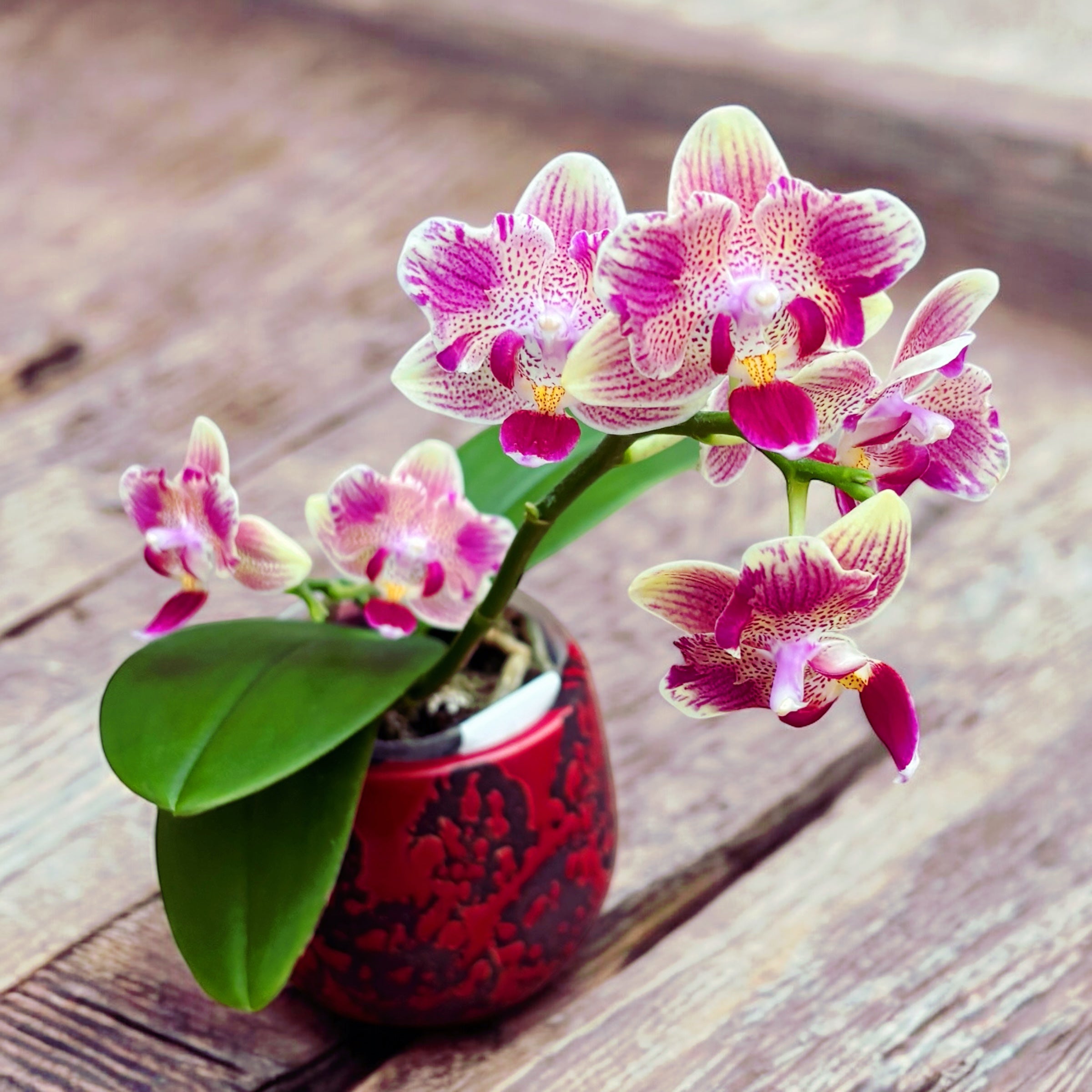 Phalaenopsis Miki Flowery Girl (peloric)