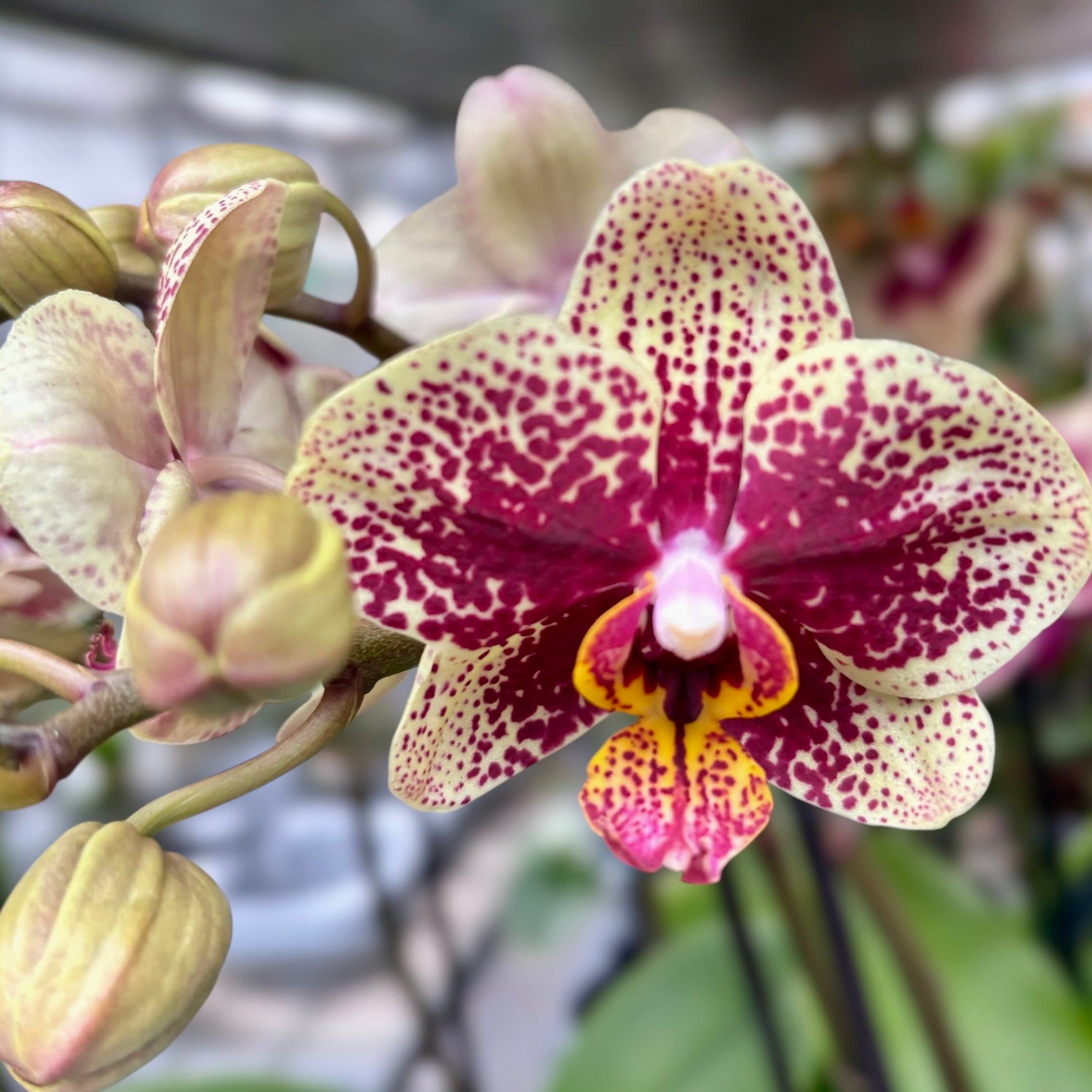 Phalaenopsis Spain (Streetwise)