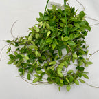 Hoya puber (ex. Hoya picta) - esemplare XL