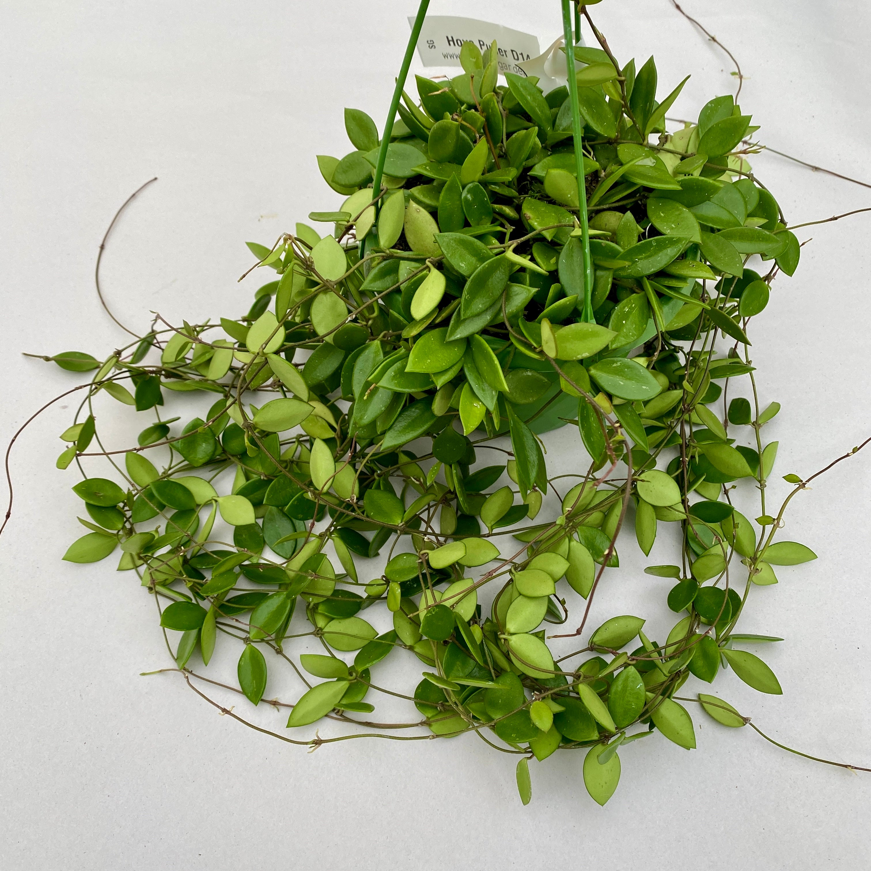 Hoya puber (ex. Hoya picta) - exemplare XL