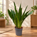 Sansevieria Aubrytniana Jade