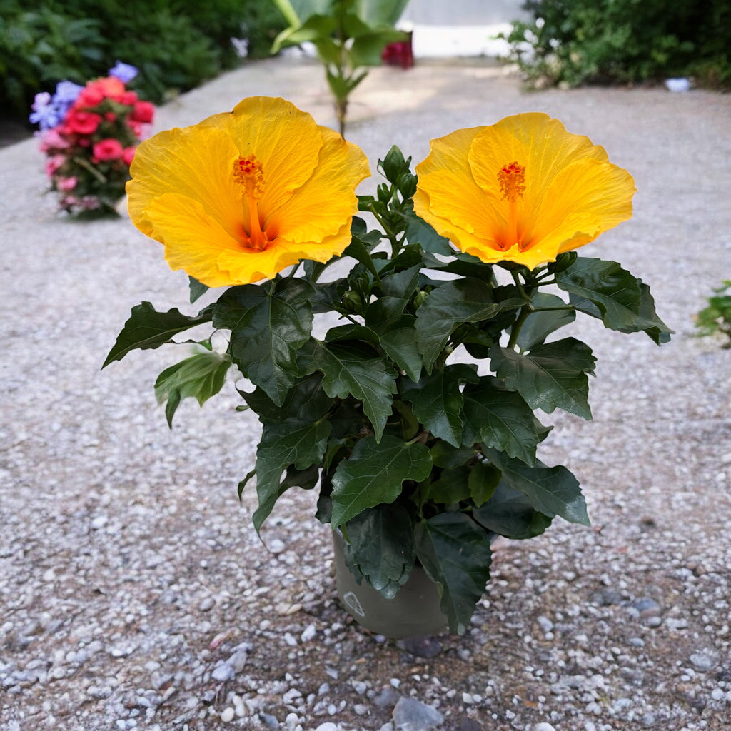 Hibiscus rosa-sinensis ‘Aura Yellow’ - Japanische Rosen mit großen gelben Blüten