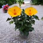 Hibiskus rosa-sinensis ‘Aura Yellow’ - Japońskie róże o dużych żółtych kwiatach