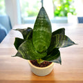 Sansevieria trifasciata 'Green Hahnii'