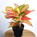 aglaonema pink sunset Aglaonema 'Pink Sunset'