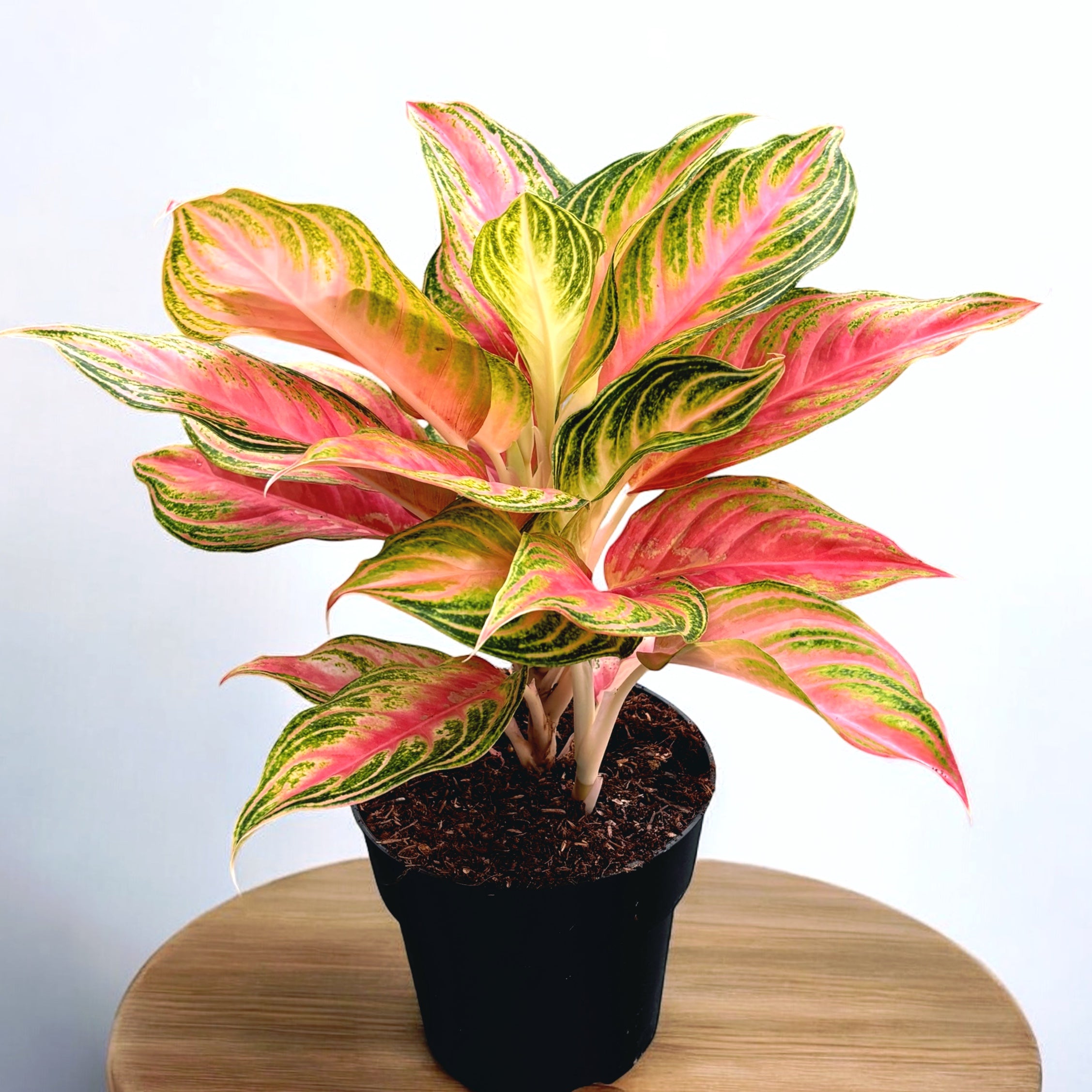 Aglaonema 'Pink Sunset’ - exemplare XL