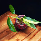 Philodendron domesticum 'Variegata'