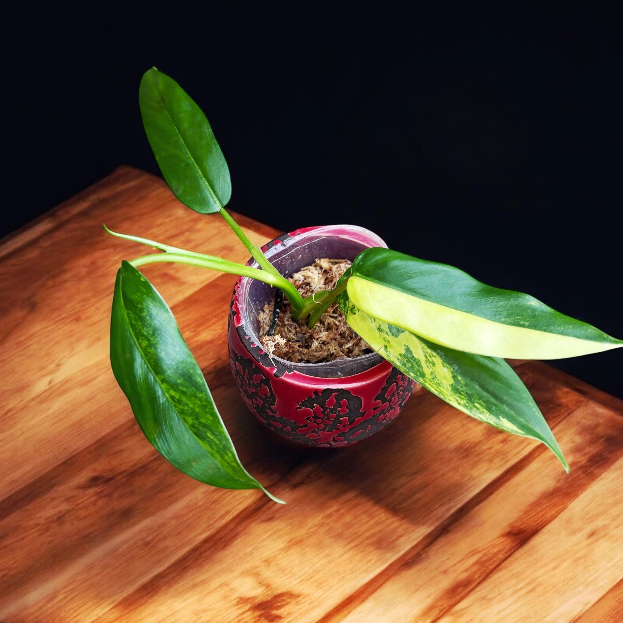 Philodendron domesticum 'Variegata'