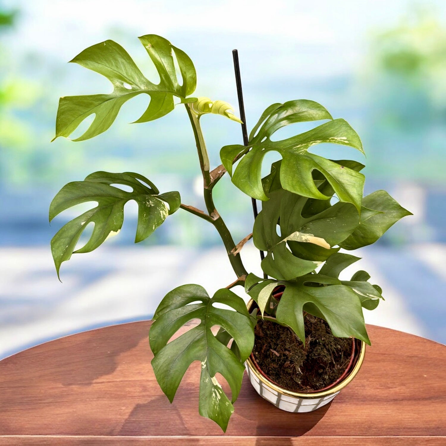 variegated philodendron minima Monstera minima 'Variegata' (low variegated) – Secret Garden Plant Shop