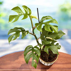 Monstera minima 'Variegata' (variegata basse)