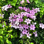 Clematis 'Hagley Hybrid' - Clematis mit XL-Blüten (Späte Großblumige Gruppe)