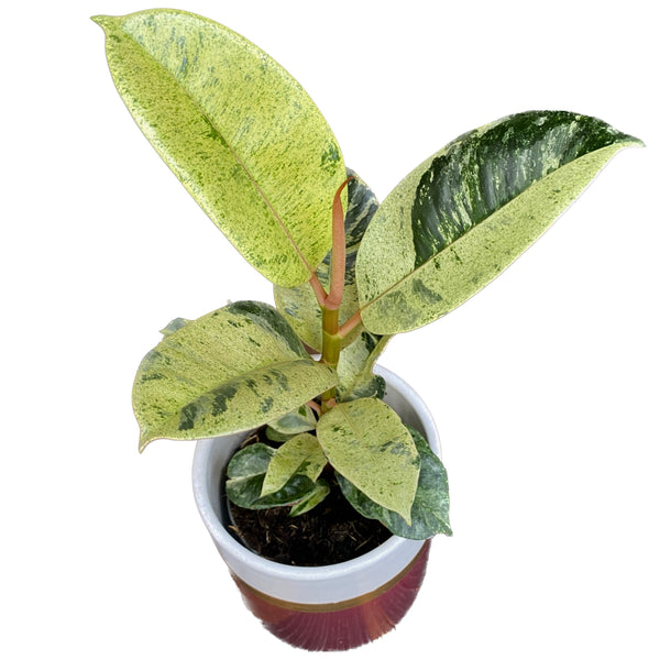 Ficus elastica 'Shivereana' ('Moonshine', 'Variegata') - leaves with defects