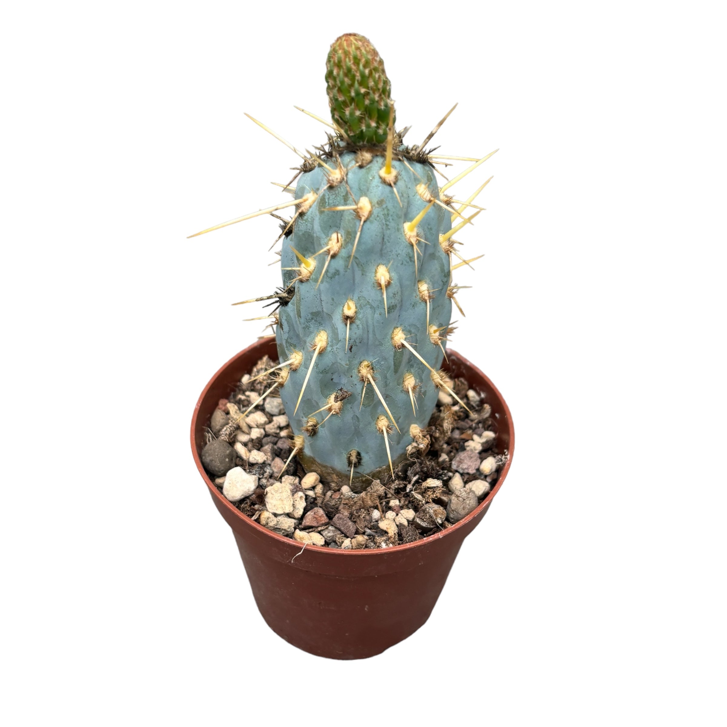 Cylindropuntia Miquelli