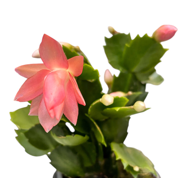 Schlumbergera ‘Thor Freya’ (Craciunita) 2pp