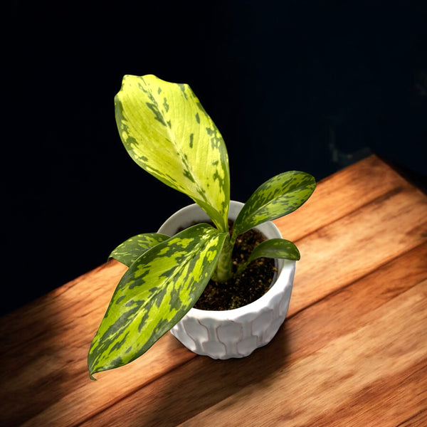 Dieffenbachia 'Crocodile' - babyplant