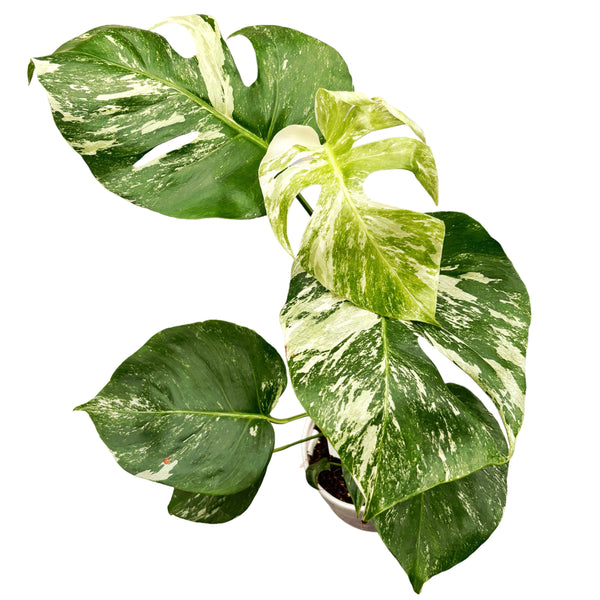 Monstera deliciosa 'Variegata' MDV-03