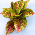 Aglaonema 'Grand Blossom' - exempláre XL