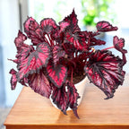 Begonie Magic Colours 'Etna'