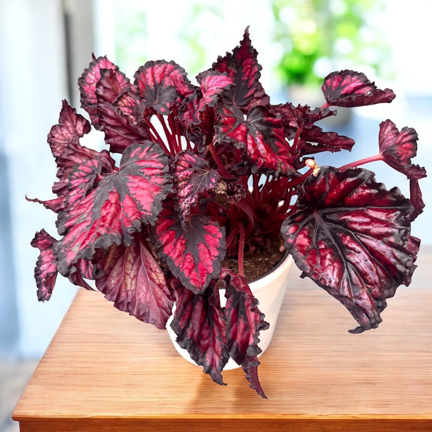 Begonie Magic Colours 'Etna'