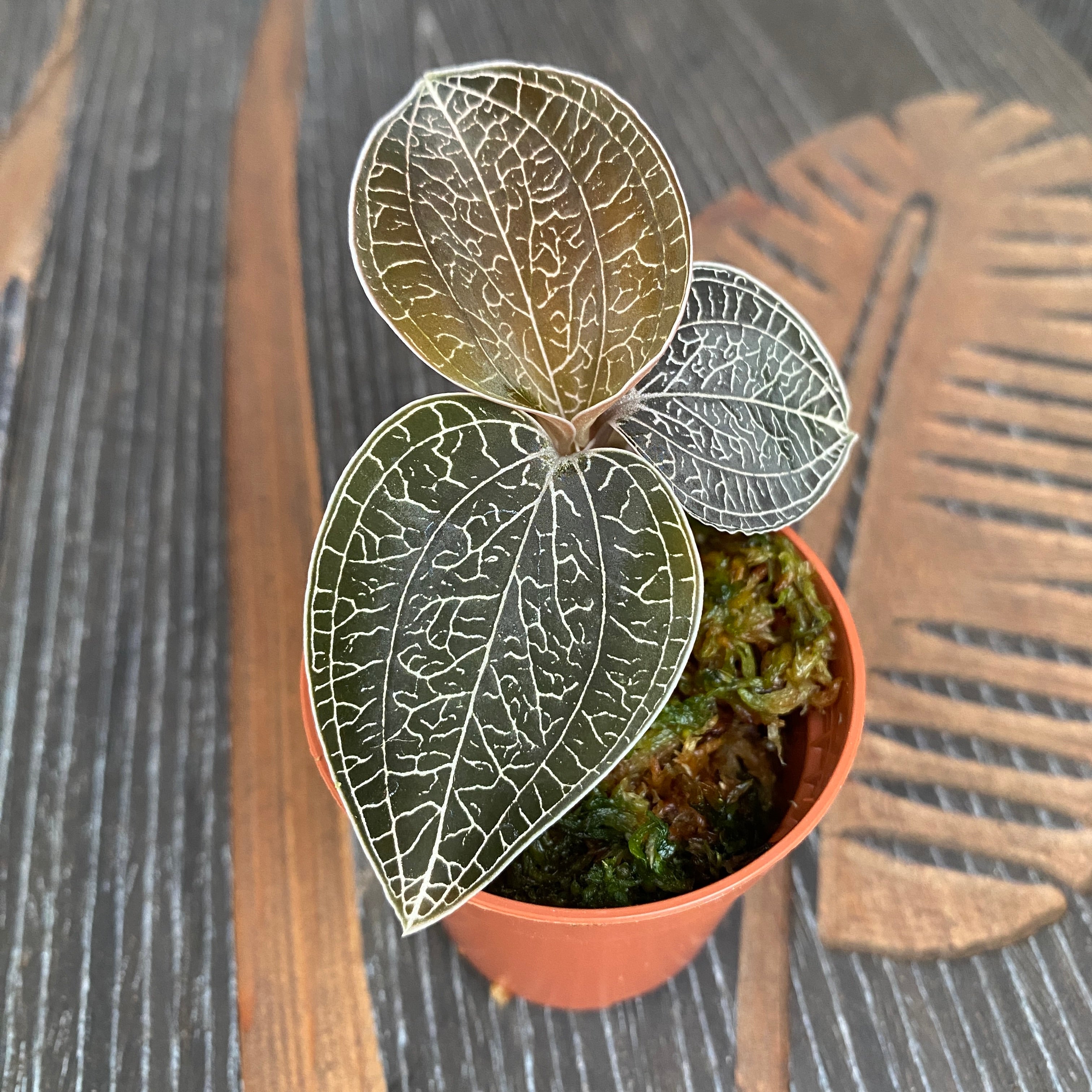 Anoectochilus sikkimensis (Jewel Orchid)