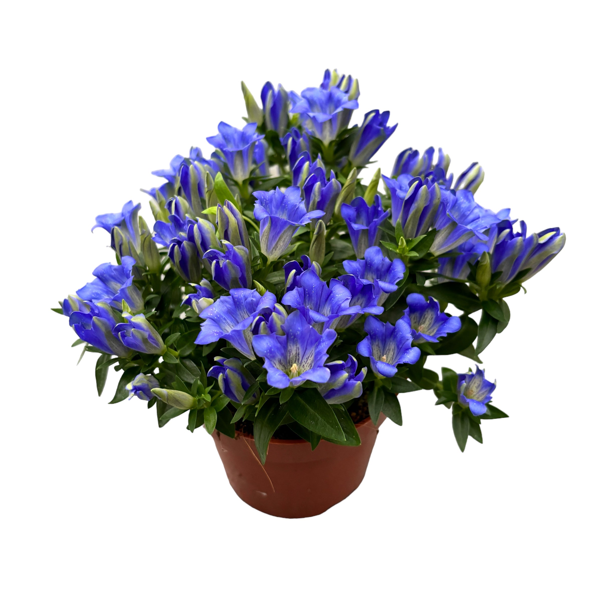 #『Southern blue 』　カノコダカラ貝 Gentiana scabra 'Luis Easy Blue' – Secret Garden Plant Shop