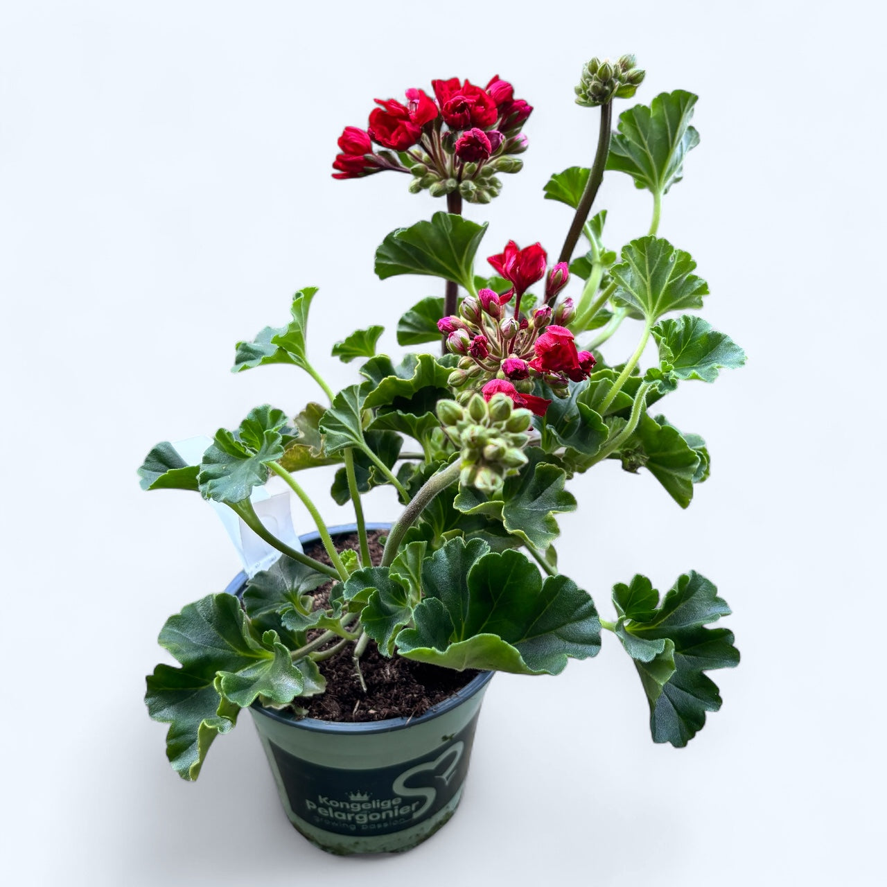 Muscata trandafir - Pelargonium Royal Rosebud ‘Carmen Andrea’