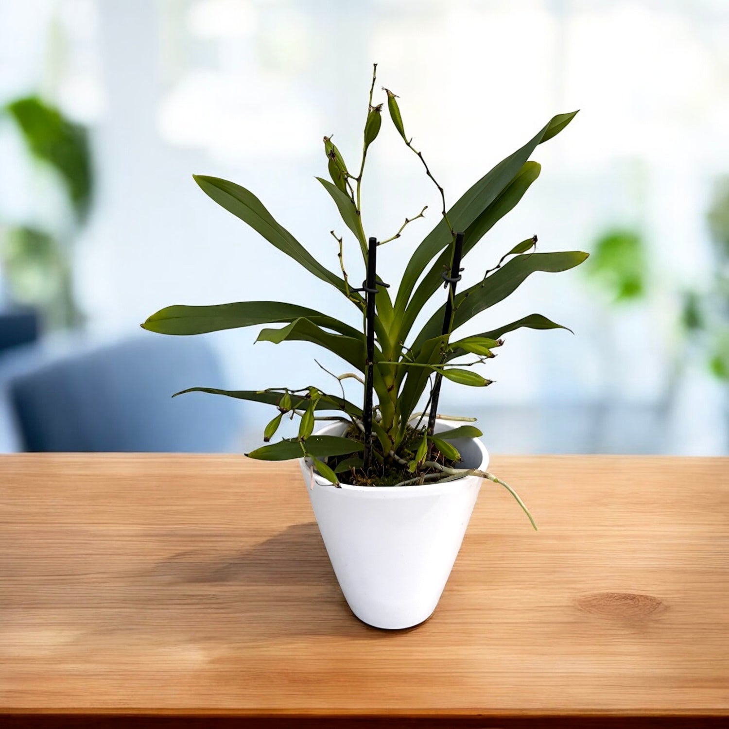 Angraecum calceolus - flori parfumate