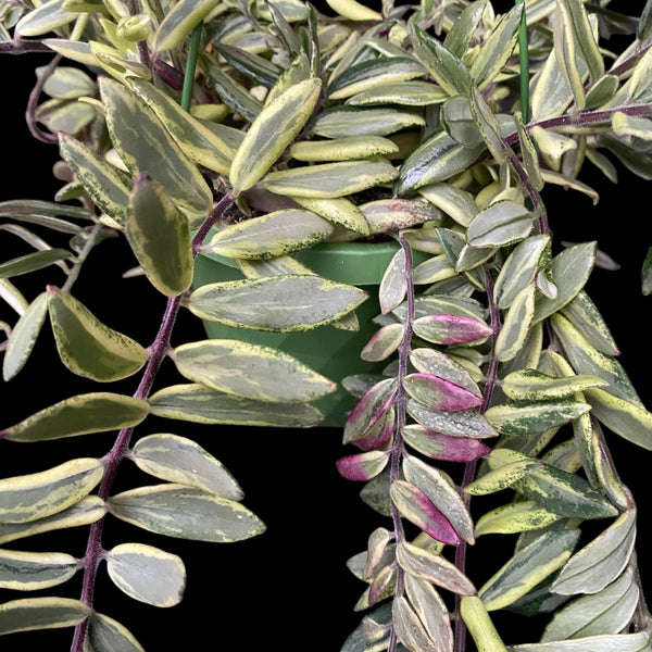 Aeschynanthus Bolero cu frunze variegate (Lipstick plant)